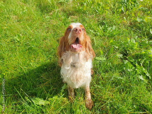 Light brown spaniel on a walk, domestic dog sitting on the grass with open mouth looking up.