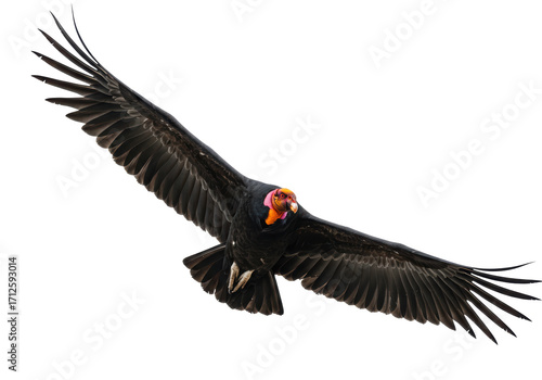 Obraz na płótnie Isolated California Condor soaring with wings spread; majestic bird in flight, f