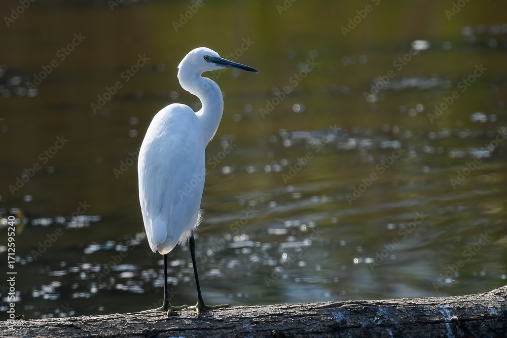 Naklejka premium egrets pausing on the river during the August migration
