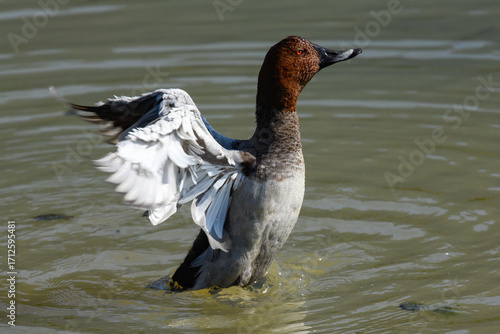 duck that is swimming on the river in July called pochard