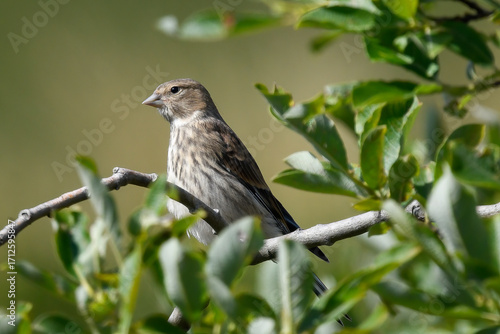linnet bird among mountain branches