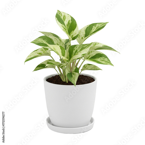 Potted Plant with Variegated Leaves transparent background Generative Ai