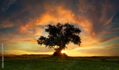 Silhouetted lone tree with dramatic sunset sky, the sun on the horizon, orange arch-shaped clouds and a meadow