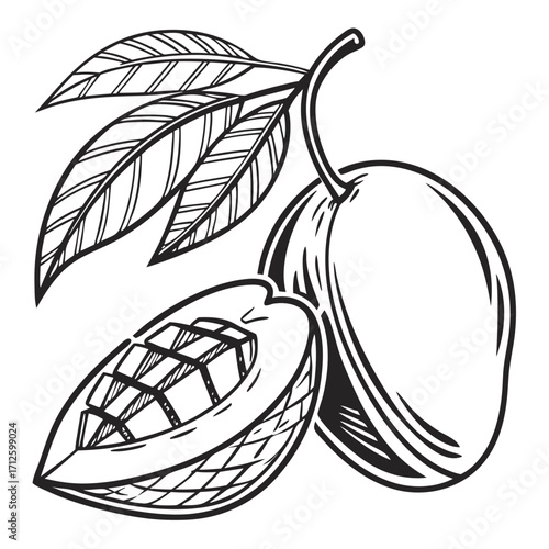 hand drawn vector illustration of ripe mango