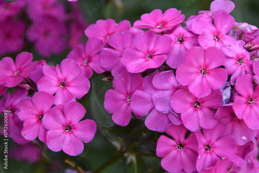Fototapeta premium Pink garden phlox flowers are blossoming outdoor in late summer.