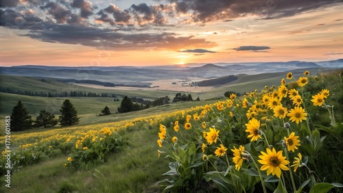sunflower field at sunset