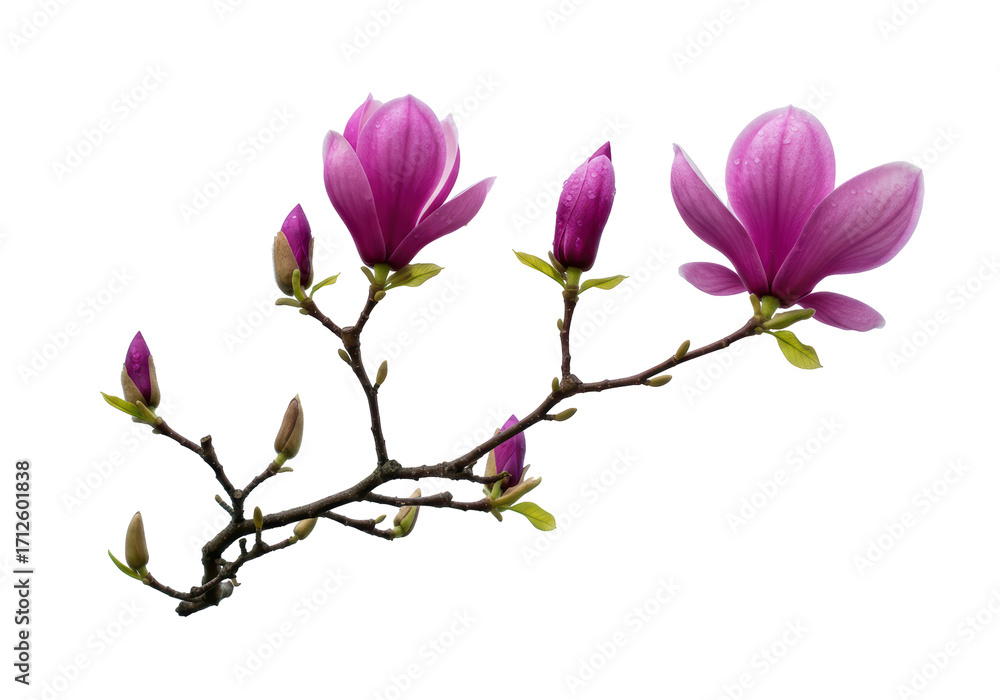 Fototapeta premium Isolated Magnolia blossom branch, elegant blooms with raindrops, floral arrangement beauty
