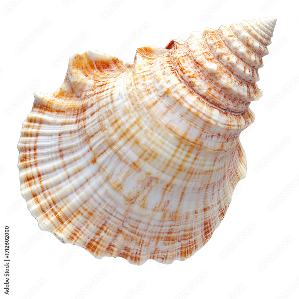 Fototapeta premium Detailed close up of a spiral seashell with orange and white markings
