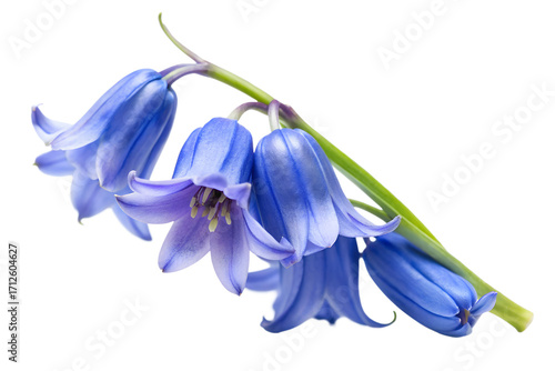 A closeup of a cluster of bluebell flowers isolated on transparent background, showcasing their delicate petals and vibrant blue color in detail