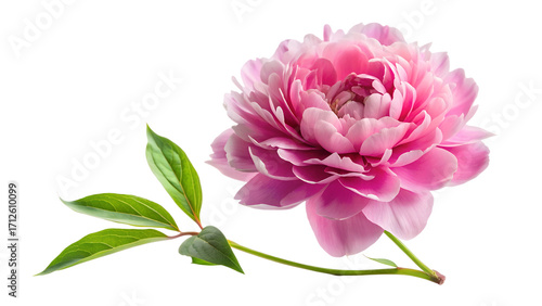 Closeup of a vibrant pink peony flower isolated on transparent background, capturing its intricate petal arrangement and fresh, lively appearance