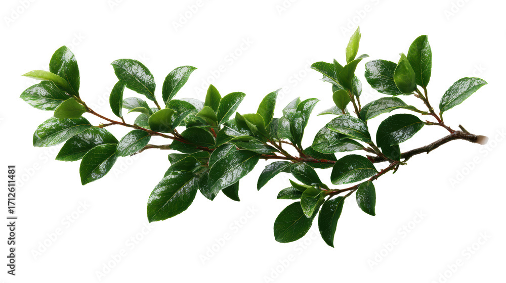 Fototapeta premium Fresh green leaves on a branch, showcasing vibrant foliage against a white isolated background.