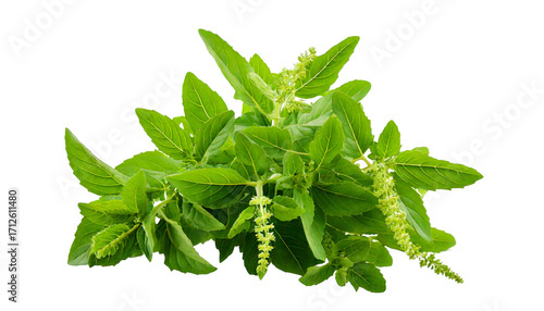  Holy Basil,Ocimum sanctum isolate on transparent png