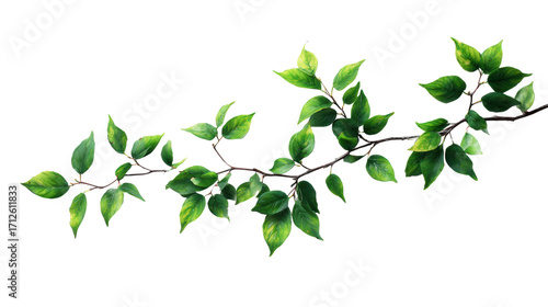 Wallpaper Mural Green leaves on a branch, isolated on white background for decorative use. Torontodigital.ca