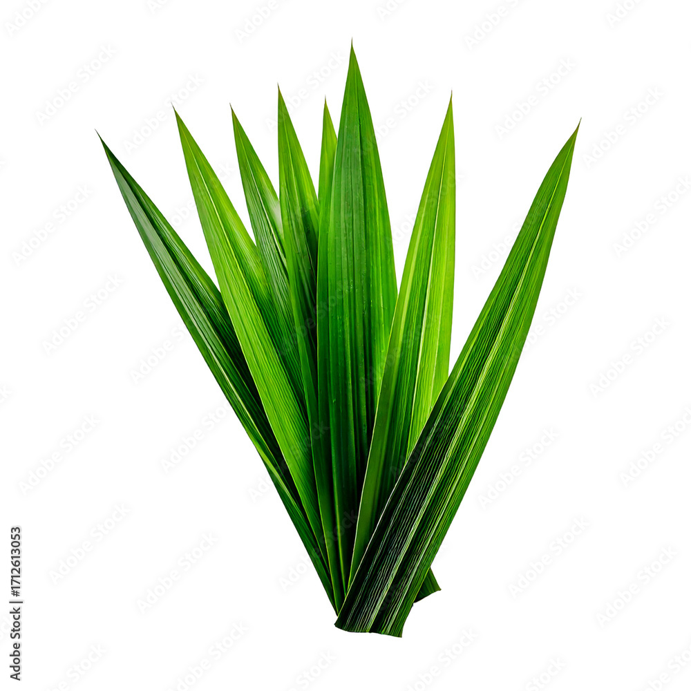 Fototapeta premium pandan leaves isolated on transparent png 