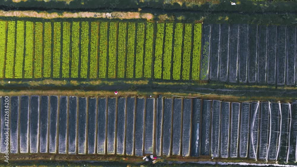 Aerial View of Lush Strawberry Farm in La Trinidad, Benguet ...