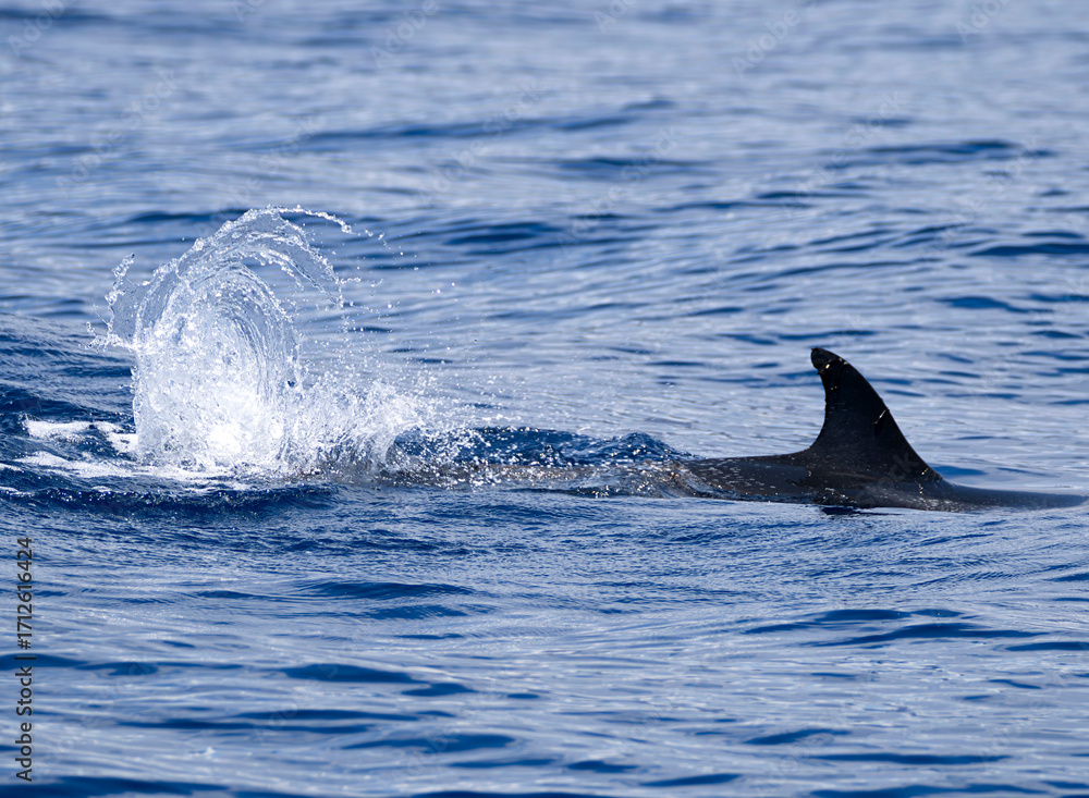 Fototapeta premium delfín salpicando agua