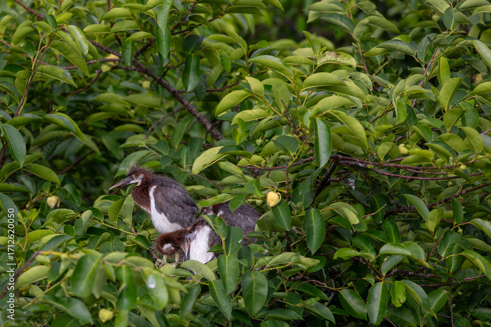 Fototapeta premium Tricolored heron perched in tree