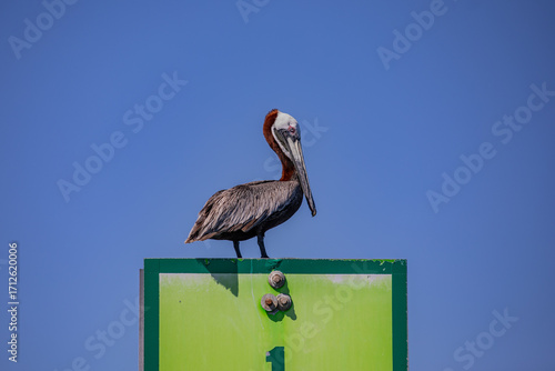 Pelican perched on top of a green sign
