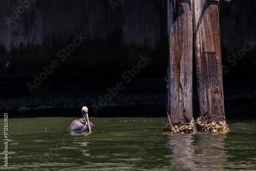 Pelican floating in water near pier 