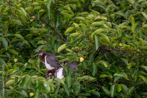 Tricolored heron perched in tree