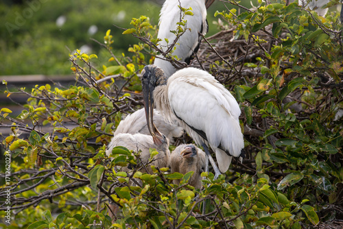 Wood stork feeding chicks in nest