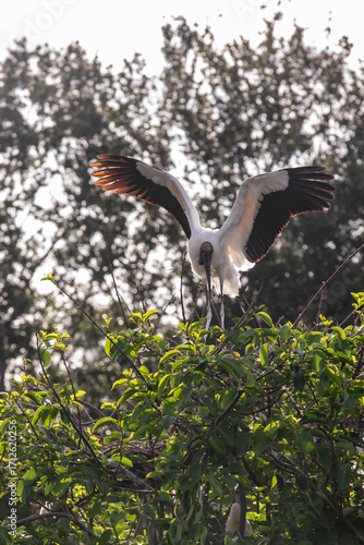 Wood stork preparing for flight 