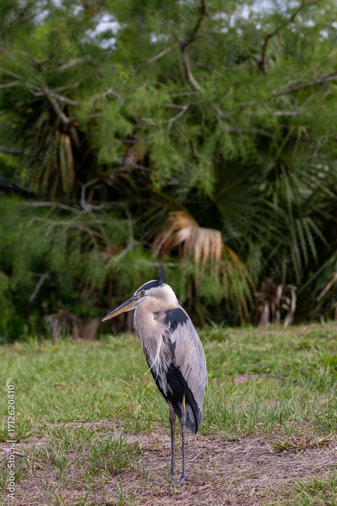 Fototapeta premium great blue heron ardea cinerea