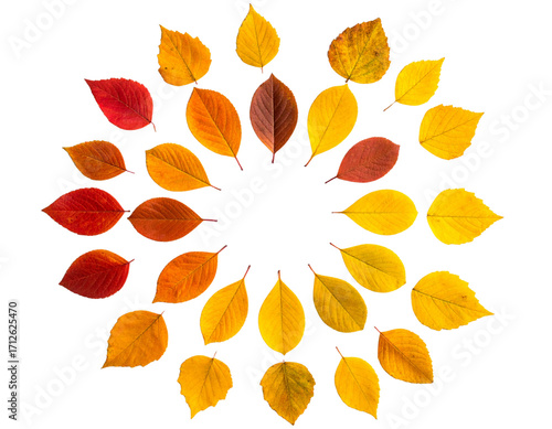 Top View Collection of Autumn Leaves in Warm Tones Isolated on White