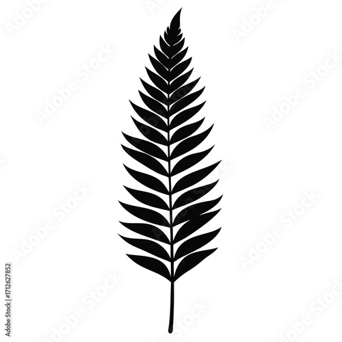 Fern frond silhouette against white background for botanical illustration