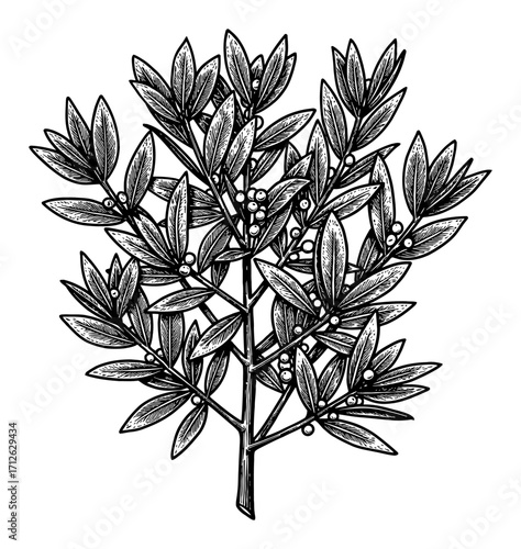 Bay Laurel Tree Coloring Book Style Detailed Black and White Outline Line Art Drawing
