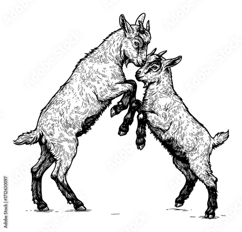 Two baby goats jumping fighting in an energetic pose Black and White Outline Line Art Drawing