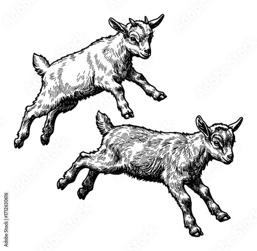Two Baby Goats Jumping Playfully Detailed Black and White Outline Line Art Drawing Vector Illustration