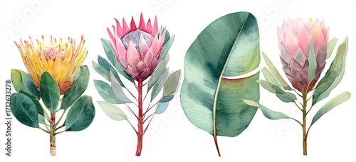 Fototapeta Naklejka Na Ścianę i Meble -  Set of watercolor protea flower and tropical leaves, hand painted illustration of exotic australian and african floral elements isolated on a white background. High quality