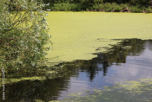 bright green algae forms a thick carpet on pond water in summer heat, sunshine