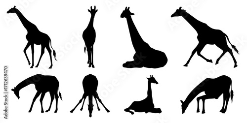 Vector set of giraffe silhouettes in different poses, including drinking water, sitting, walking, standing, and running. Perfect for graphic design and illustration.