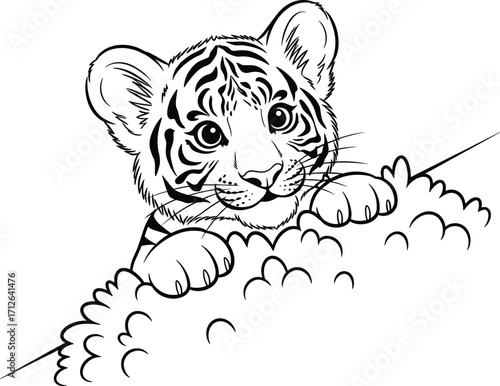 Curious Tiger Cub Peeking