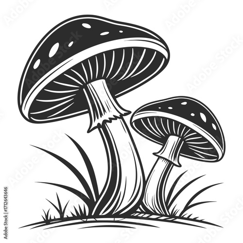 Vector art of a detailed mushroom illustration showcasing two fungi in grass, depicted in a vintage style