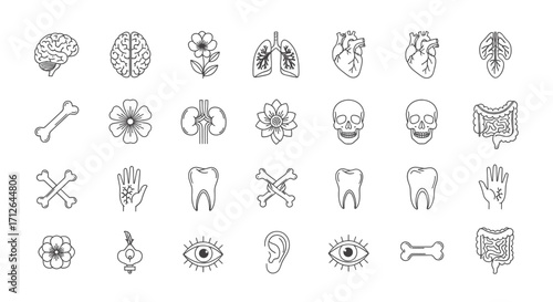 Human Anatomy Icons Set  Brain Heart Lungs Bones Skull Teeth Eye Ear and Other Body Parts Vector Illustration