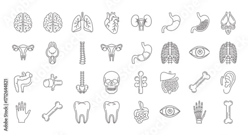 Human Anatomy Icons Set  Brain Heart Lungs Skeleton Organs Body Parts Line Art Vector Illustration