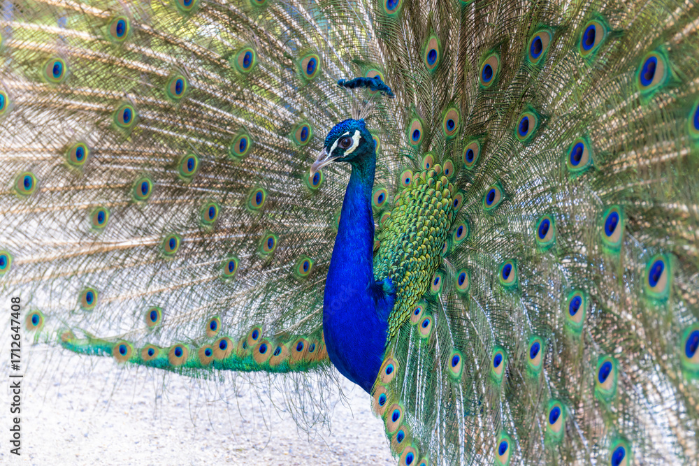Obraz premium Male peacock bird with colorful feather. Peacock bird with colorful plumage in natural setting. Wildlife, nature, feathers, and exotic animal bird. Wildlife in summer outdoors.