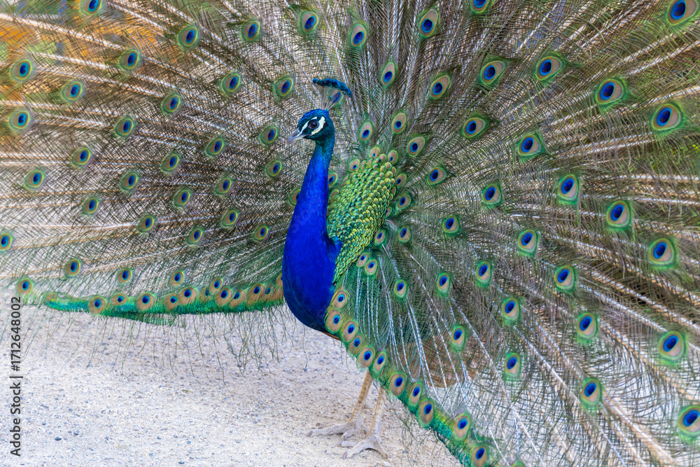 Obraz premium Male peacock bird with colorful feather. Peacock bird with colorful plumage in natural setting. Wildlife, nature, feathers, and exotic animal bird. Wildlife in summer outdoors.