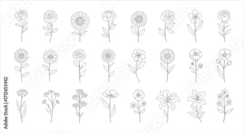 Set of Hand Drawn Flowers Line Art Botanical Illustration Floral Elements for Design and Decoration