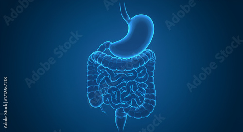 Human digestive system illustration highlighting stomach and intestines on blue