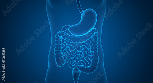 Human digestive system illustration with stomach and intestines, blue tones