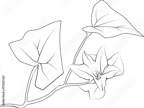 Ivy flower coloring pages, ivy flower drawing, flower cluster drawing, Cute flower coloring pages, illustration vector art, black ivy flower tattoo, anti-stress coloring page 