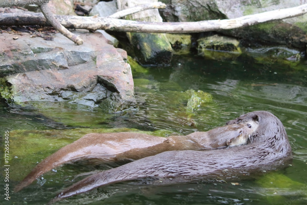 Fototapeta premium Two Playful Otters Swimming Together in a Rocky Pond During Daylight