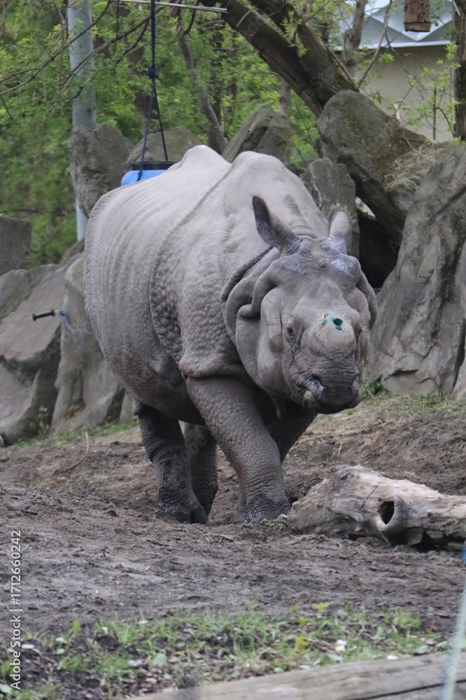 Fototapeta premium Rhino Walking Through a Natural Setting in a Wildlife Park During Daytime