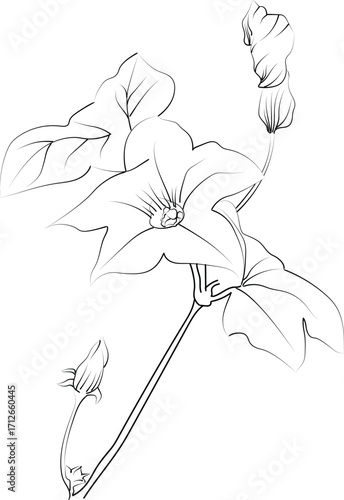 Ivy flower coloring book, hand-drawn botanical spring elements, bouquet of ivy flower line art, coloring page, vector sketch, artistic simplicity doodle art, Easy yellow Honeysuckle flower drawing