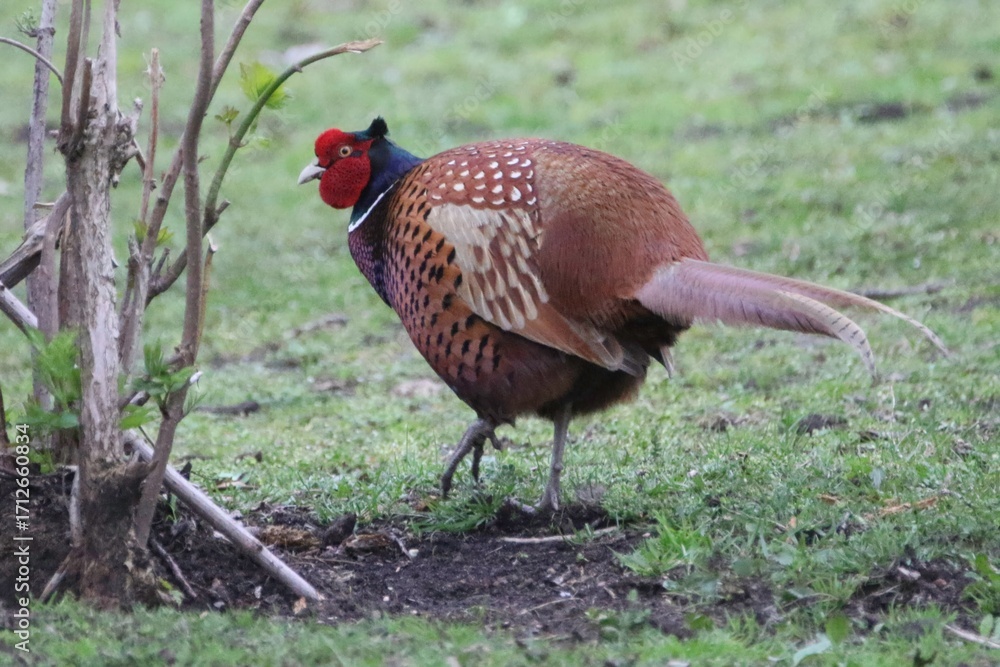 Fototapeta premium Colorful Pheasant Walking Through Green Grass Near a Shrub in a Serene Garden Setting