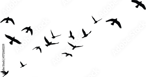 Flying bird silhouettes flock in motion, migration pattern, black birds on white background, nature wildlife vector illustration, freedom, sky, animals
